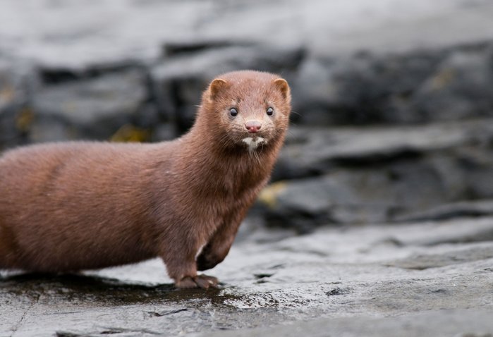 wild Mink