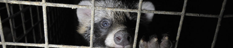 caged Raccoon