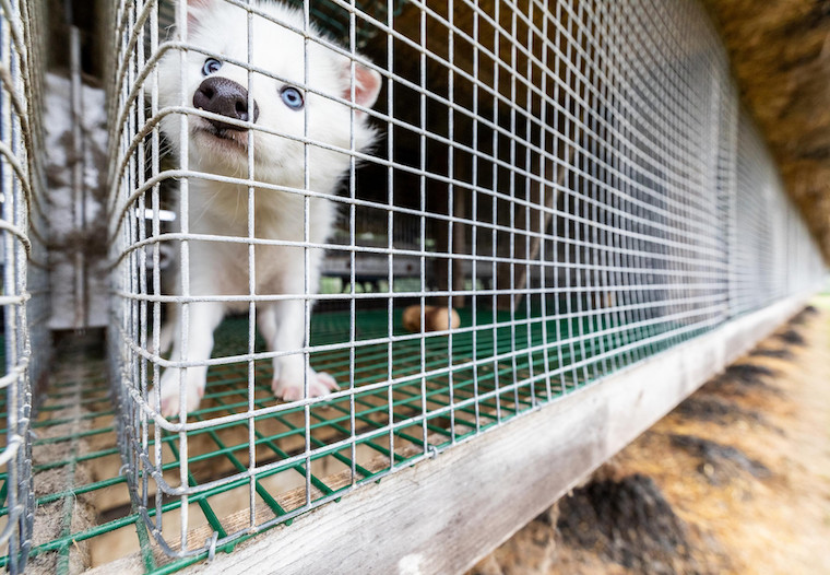 caged white Mink