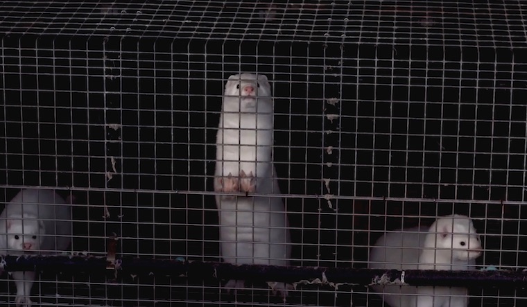 Spanish Mink farm