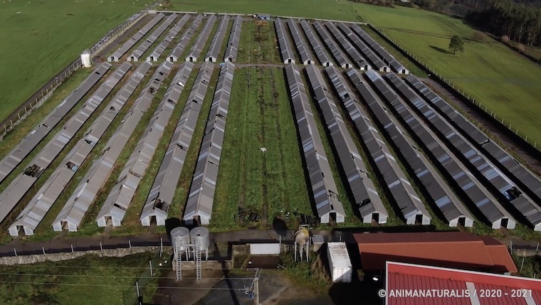 Spanish Mink farm