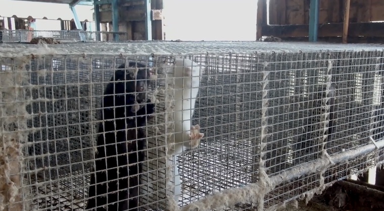 Spanish Mink farm
