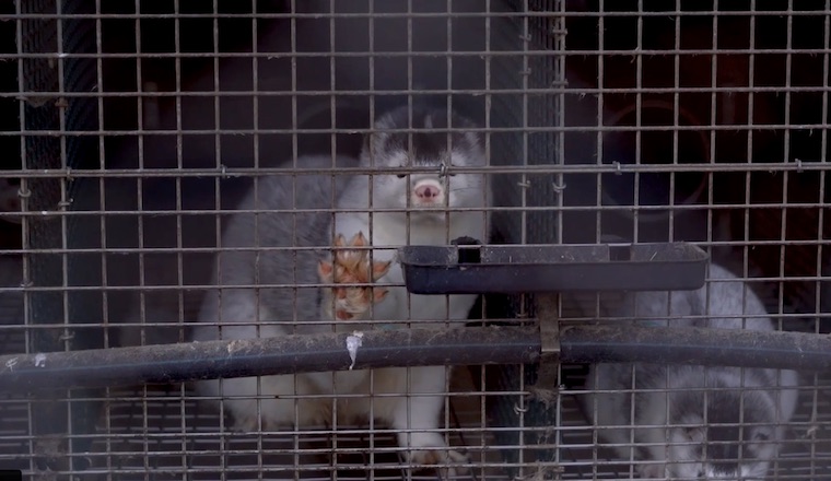 Spanish Mink farm