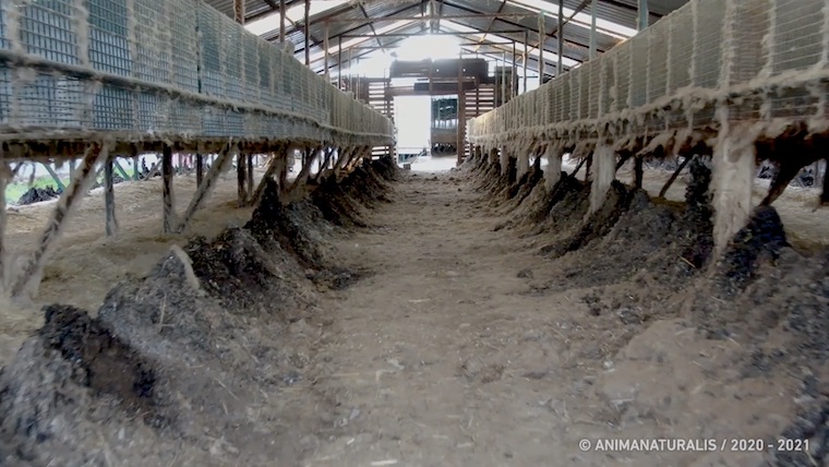 Spanish Mink farm
