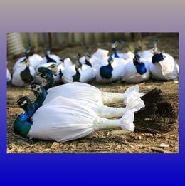 bagged Peacocks