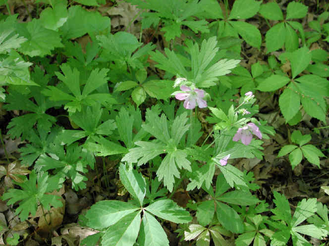 Cohotate Preserve - 25 May 2002 Field Trip - 01