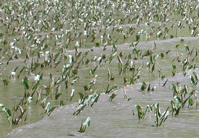 Cohotate Preserve - 25 May 2002 Field Trip - 30a