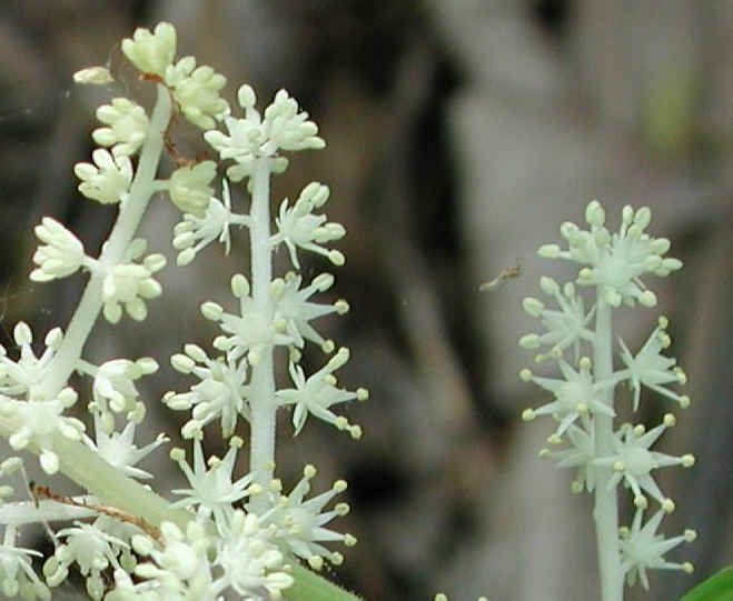 Cohotate Preserve - 25 May 2002 Field Trip - 41a