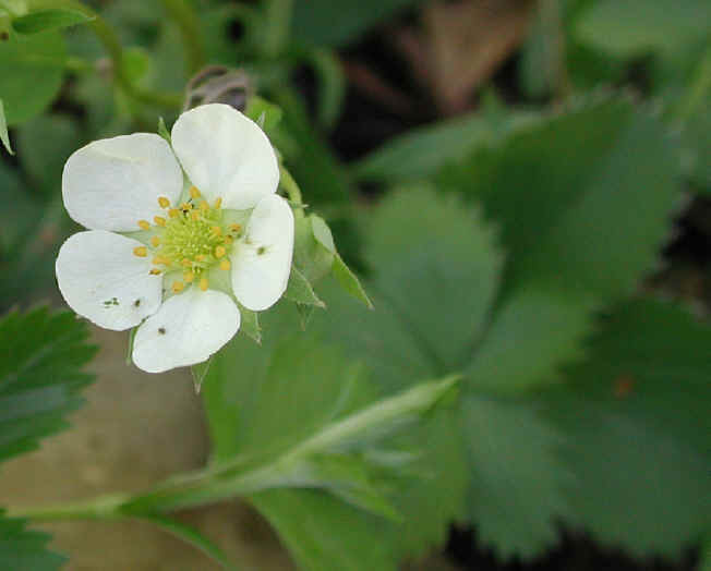 Cohotate Preserve 4 May 2002 Field Trip - 12