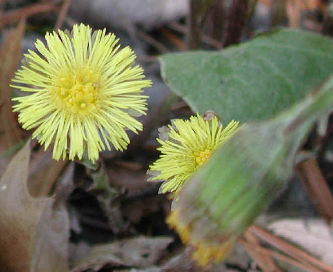 Cohotate Preserve 4 May 2002 Field Trip - 14
