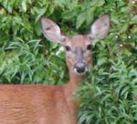 White-Tailed Deer