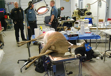 Deer Management - Spaying