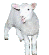 Lamb-right