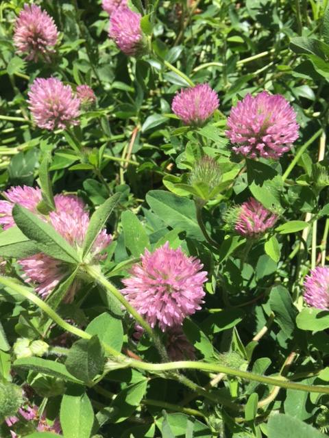 Red Clover - 02