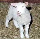 When did animal sacrifice begin?