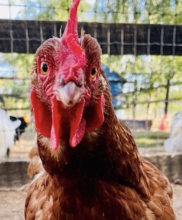 rescued Hen