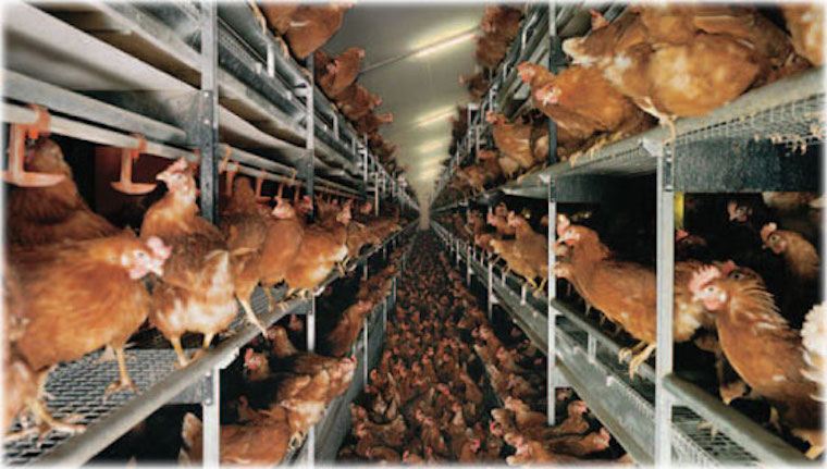 cage-free hens