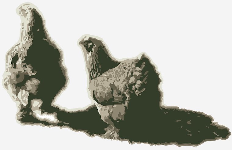 Hen sketches