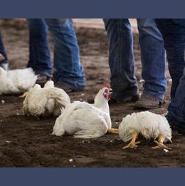 eggs and selfishness