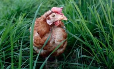 Hen Magda