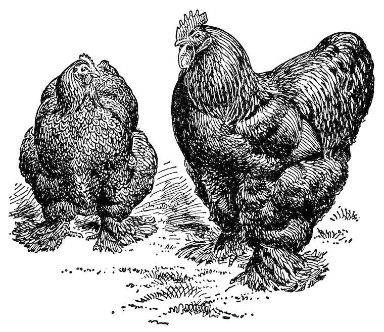 hen sketches