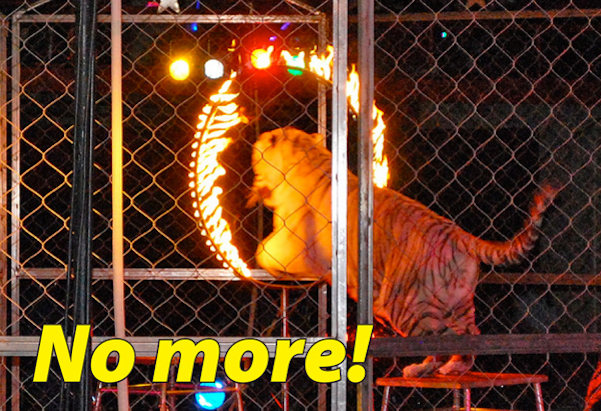 Tiger fire hoop