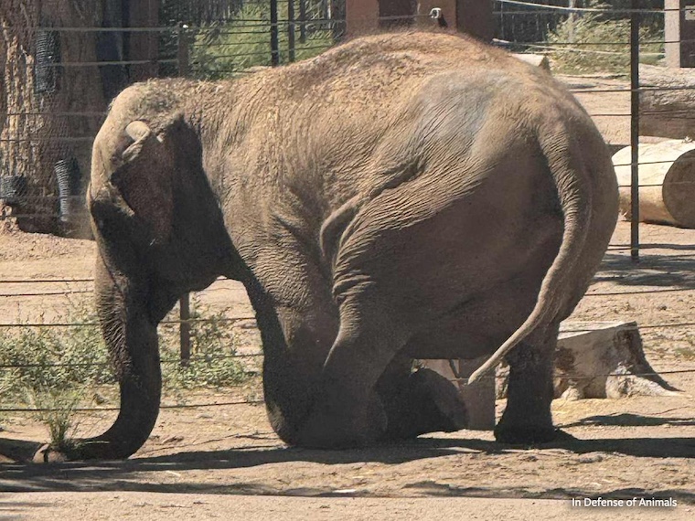 Alice the elephant