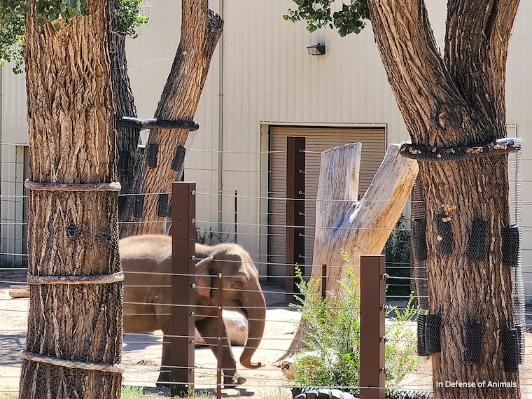 elephant in enclosure
