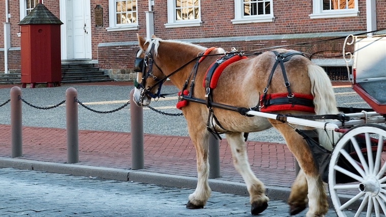 Philly carriage horse