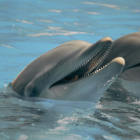 dolphin