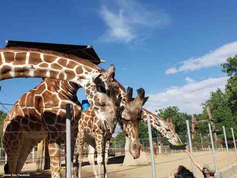 Denver Zoo Giraffes