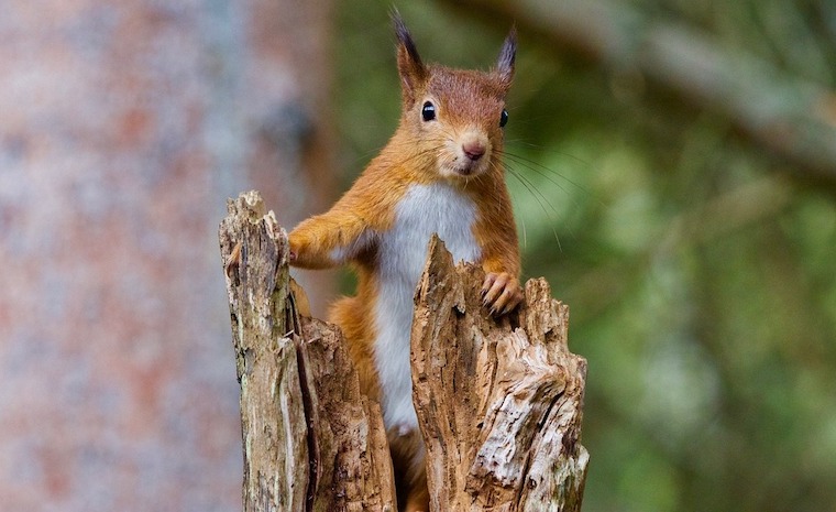 Red Squirrel