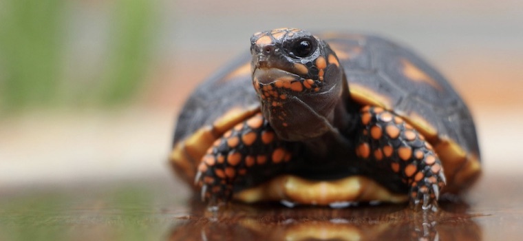 Turtle