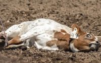 rodeo Calf