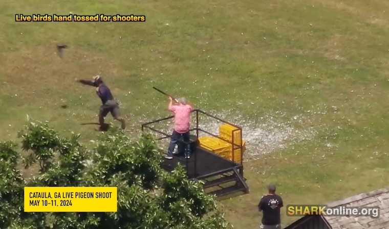 live pigeon shoot