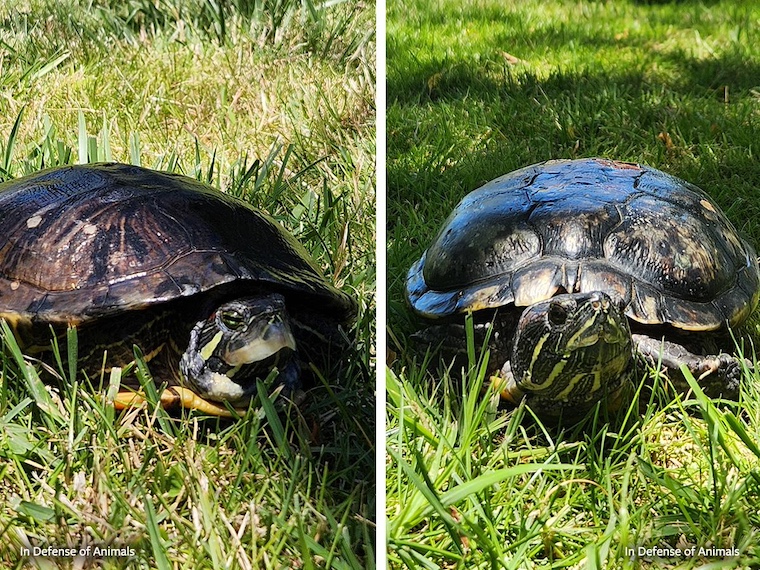 rescued turtles