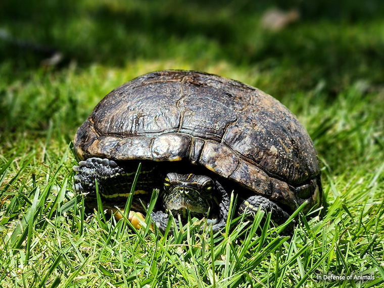 rescued turtles