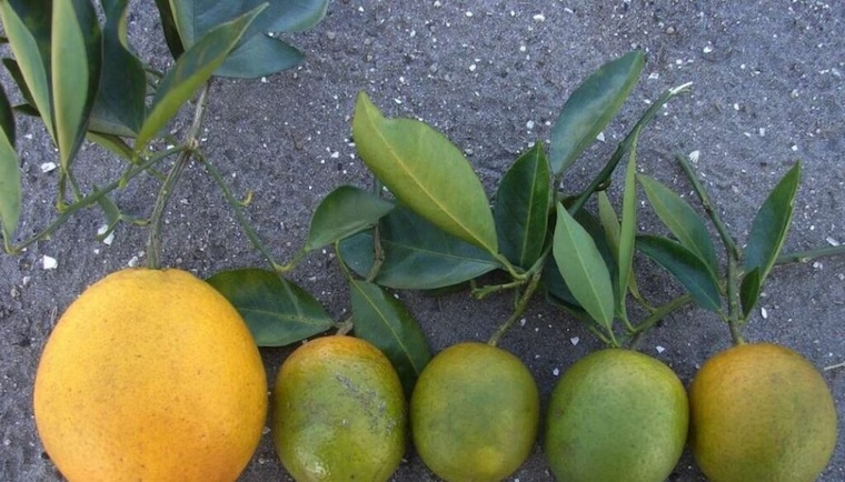 Florida citrus