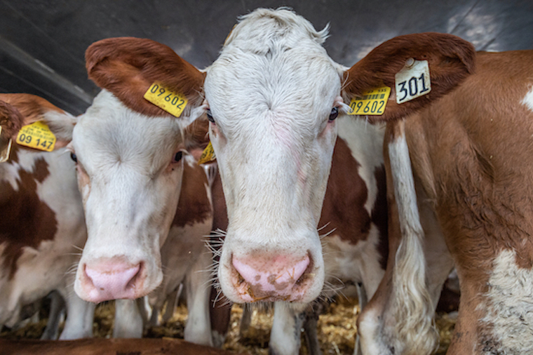 captive Cows