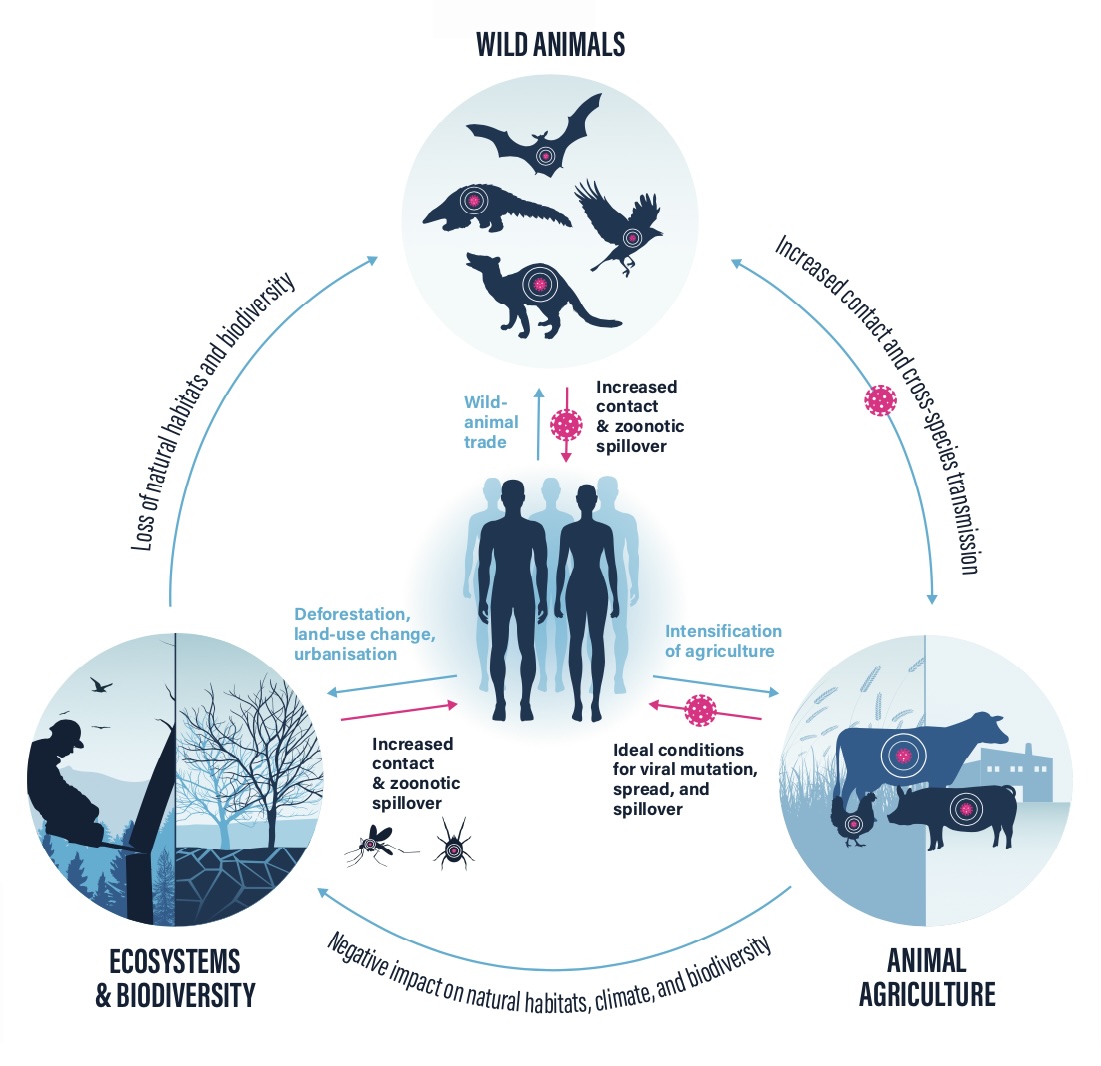 dairy impacts