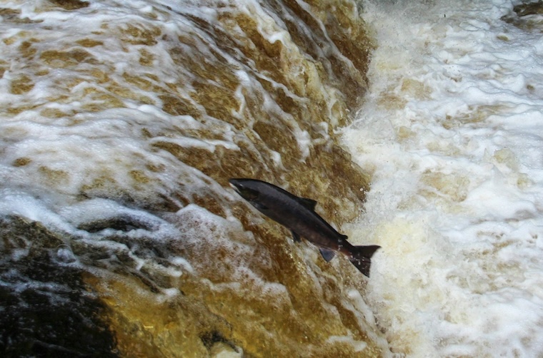 Salmon upstream