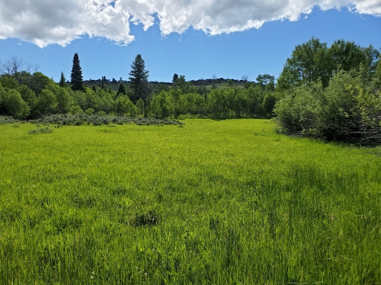 aspen no livestock