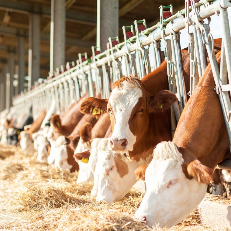 captive Cows
