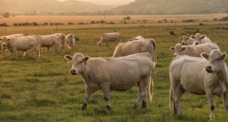 cattle grazing