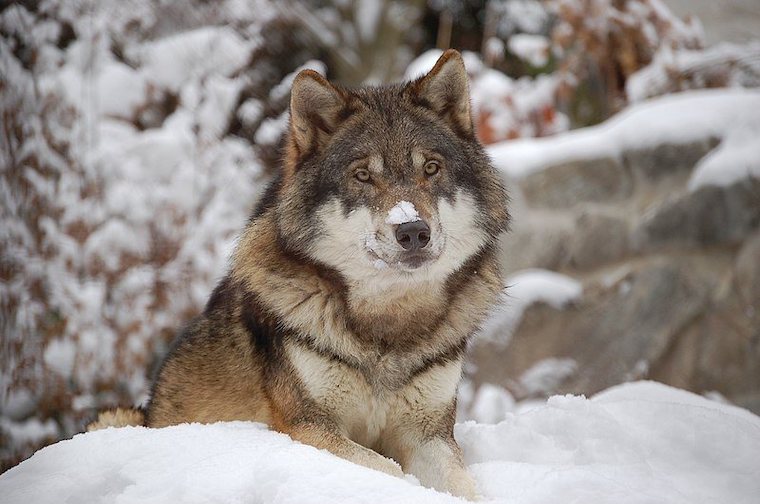snowy Wolf