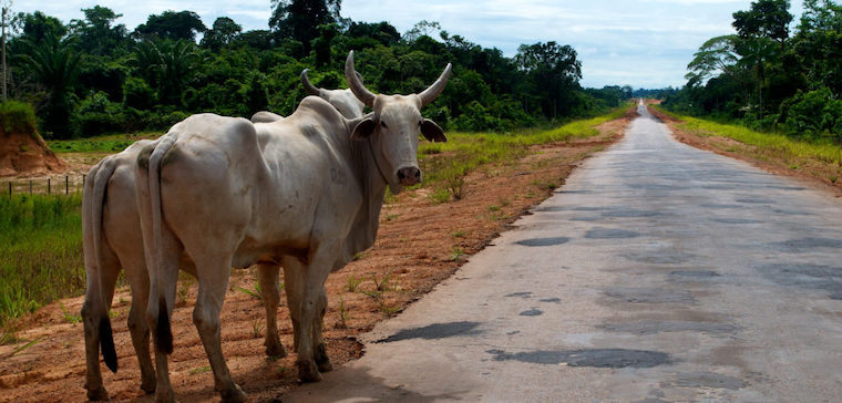 Brazilian Cows