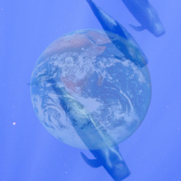 image of pilot whales and Earth