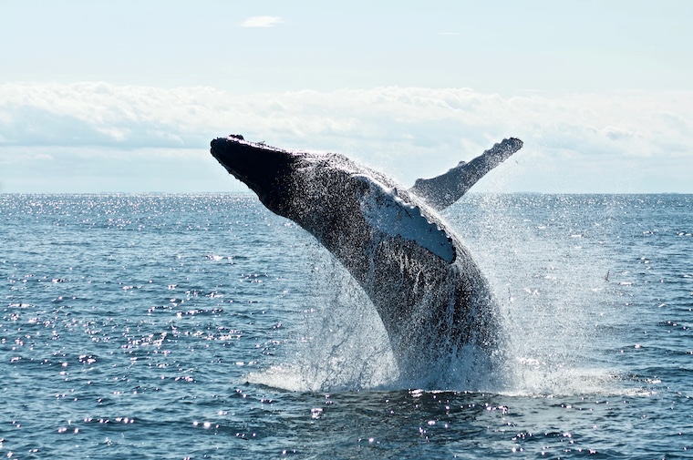 Whale