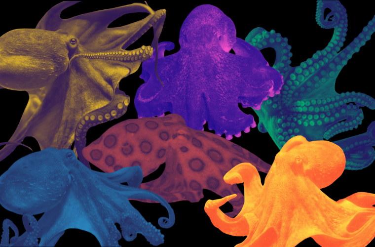 octopuses