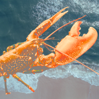 lobster and shore
